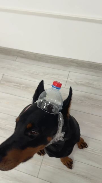 Большая кола 😅 смотреть онлайн