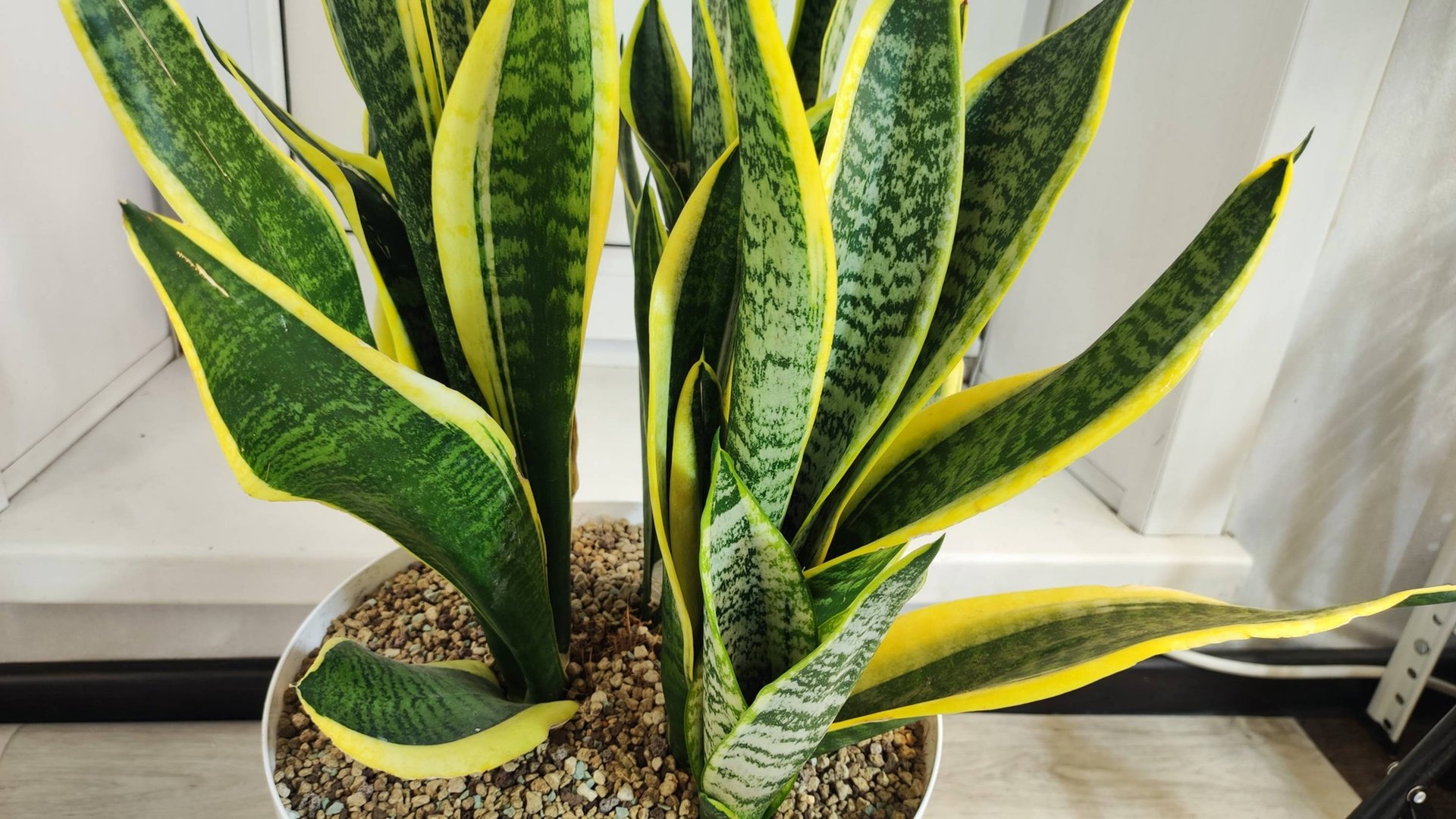 Сансевиерия Лауренти выращивание и деленение деток, эликсир для наращивания мощных листьев смотреть онлайн