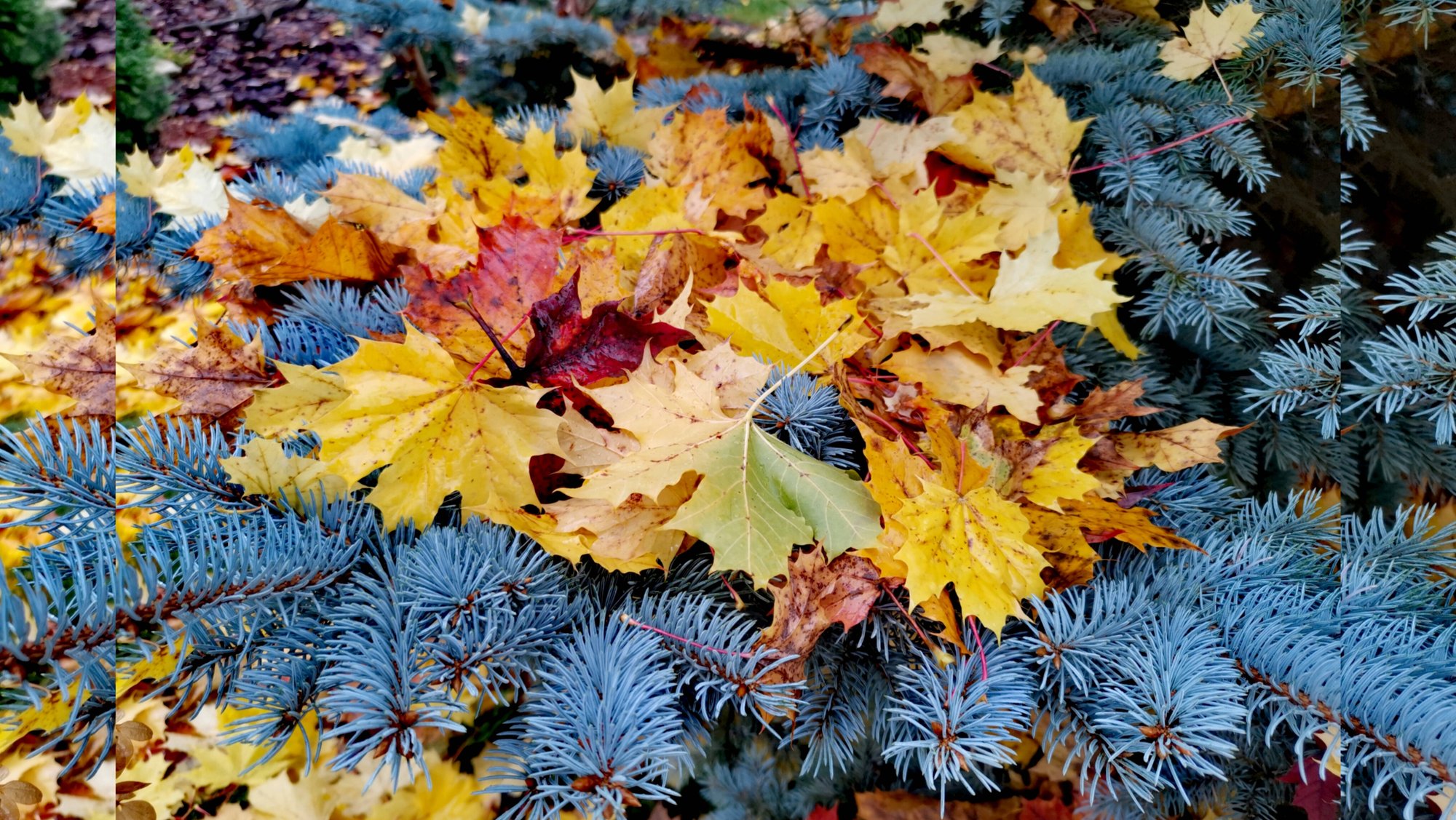 СКАЗОЧНЫЕ КРАСКИ в хвойном саду!🍁🍂Подарок!💓Новинки!🔥19.10.25 #PiceaomorikaDeRuyter #сад #garden смотреть онлайн