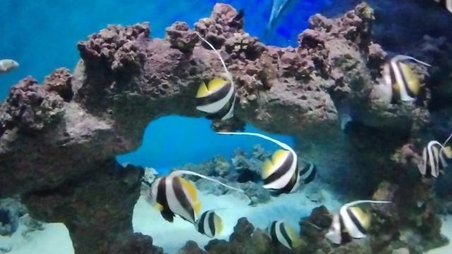 Москвариум