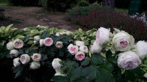 Новые розы в саду 2025 часть 2