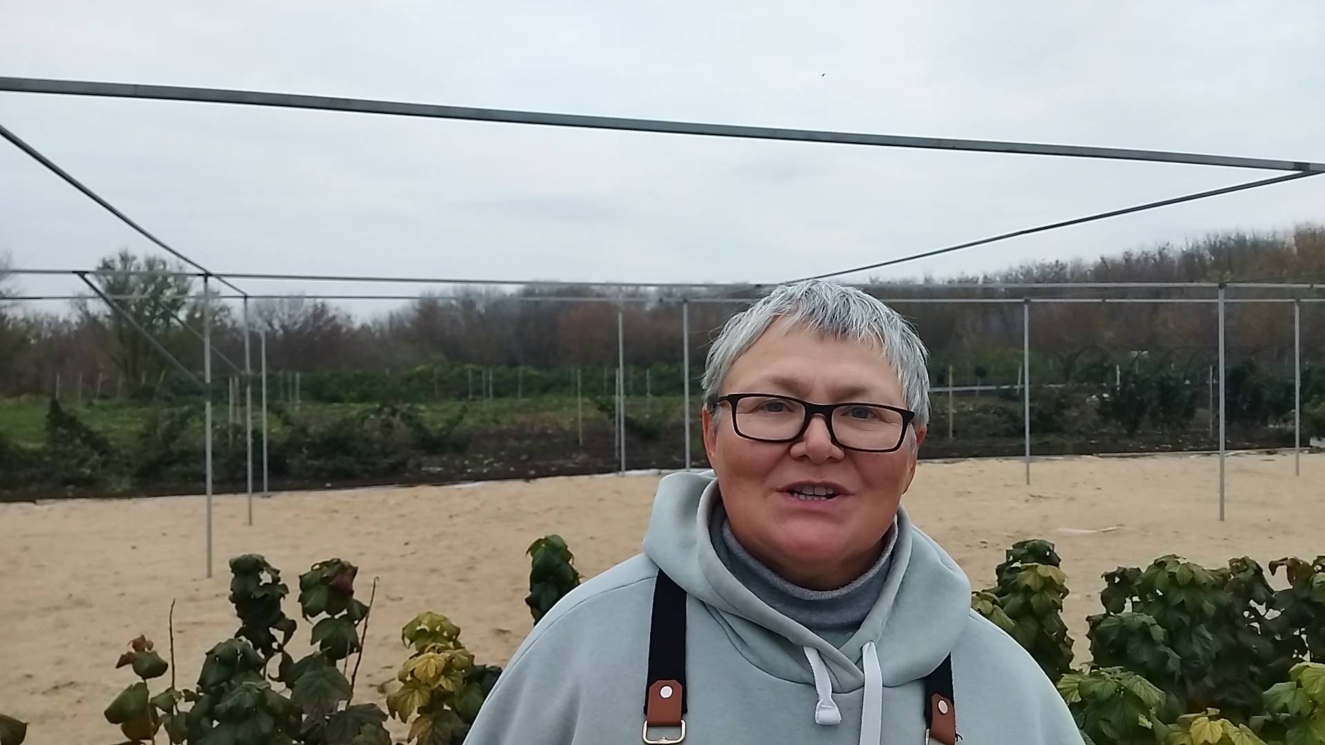 Какие саженцы черной смородины посадили себе. Пригород Воронежа.