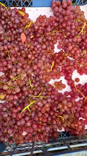 ВИНОГРАД РИЛАЙНС ПИНК СИДЛИС