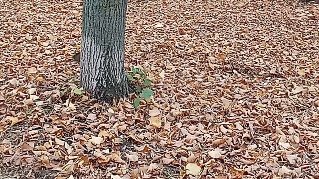 Позитивно.. *Три желания*.Вот такой сегодня день. Ну а в парке. Всё-таки классно. Парк Гагарина... смотреть онлайн