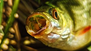 МОРМЫШИНГ в ОКТЯБРЕ АНТИТОП ПРИМАНОК Рыбалка на реке