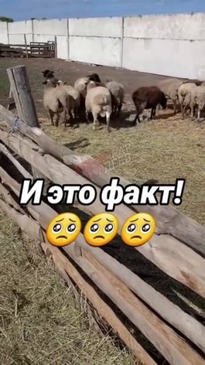 Народ для Зеленского как скот для мясника