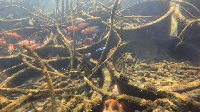 карпы кои зимуют в пруду