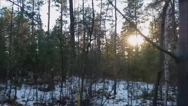 Коп в пригородном лесу. Окрестности родников.