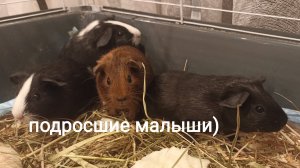 Буря и подросшие малыши. Морские свинки