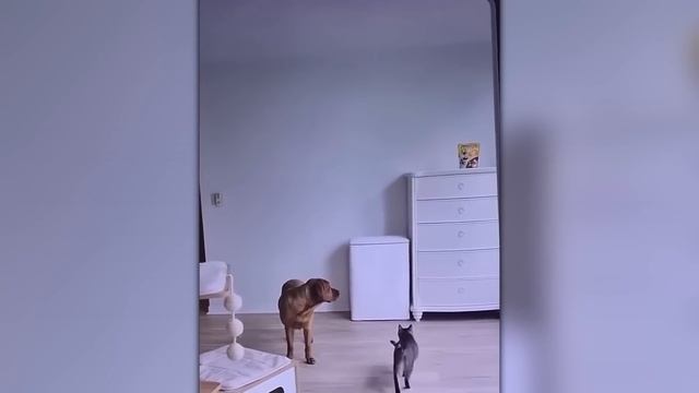 Безумные Случаи с Животными, Случайно Снятые на Камеру смотреть онлайн