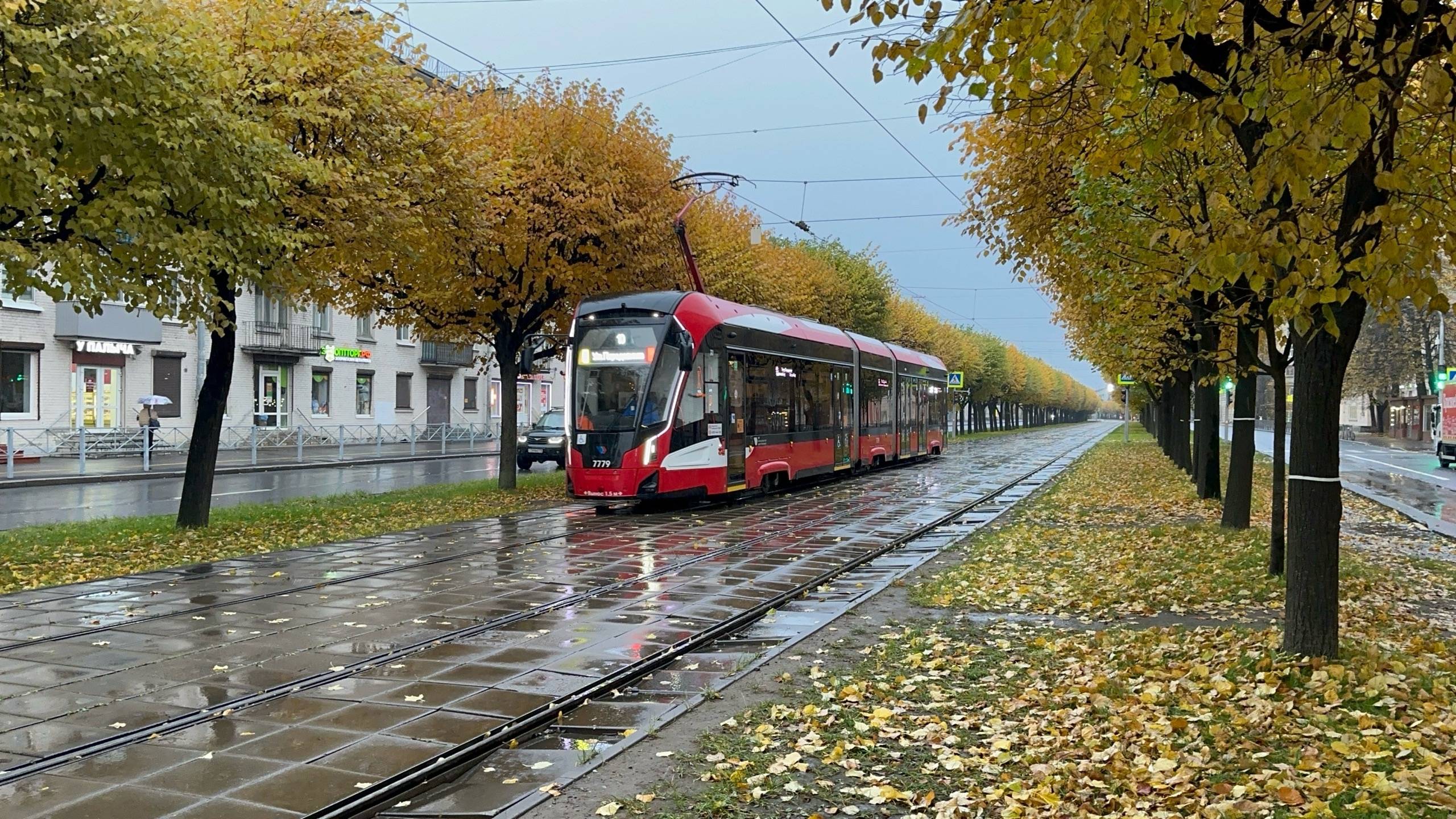 «Золотой осенью!» Трамвай «Невский» (71-932) №7779 на Новочеркасском пр., октябрь 2025 года смотреть онлайн