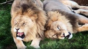 Когда увидишь ТАКОЕ зрелище и СТРАШНО и завораживает! Песня Чука- легенды Тайгана! Львы дают жару!