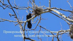 Гнездование больших бакланов (Phalacocorax corax) Босфора. Турция. г. Стамбул. Парк Гюльхане.