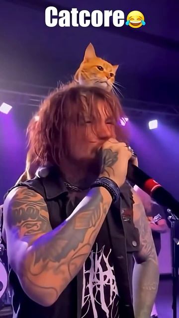 The Most METAL Cat Ever! ⬛⚡️ смотреть онлайн