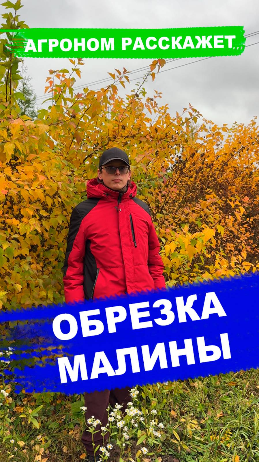 Обрезка ремонтантной малины, 2 варианта смотреть онлайн