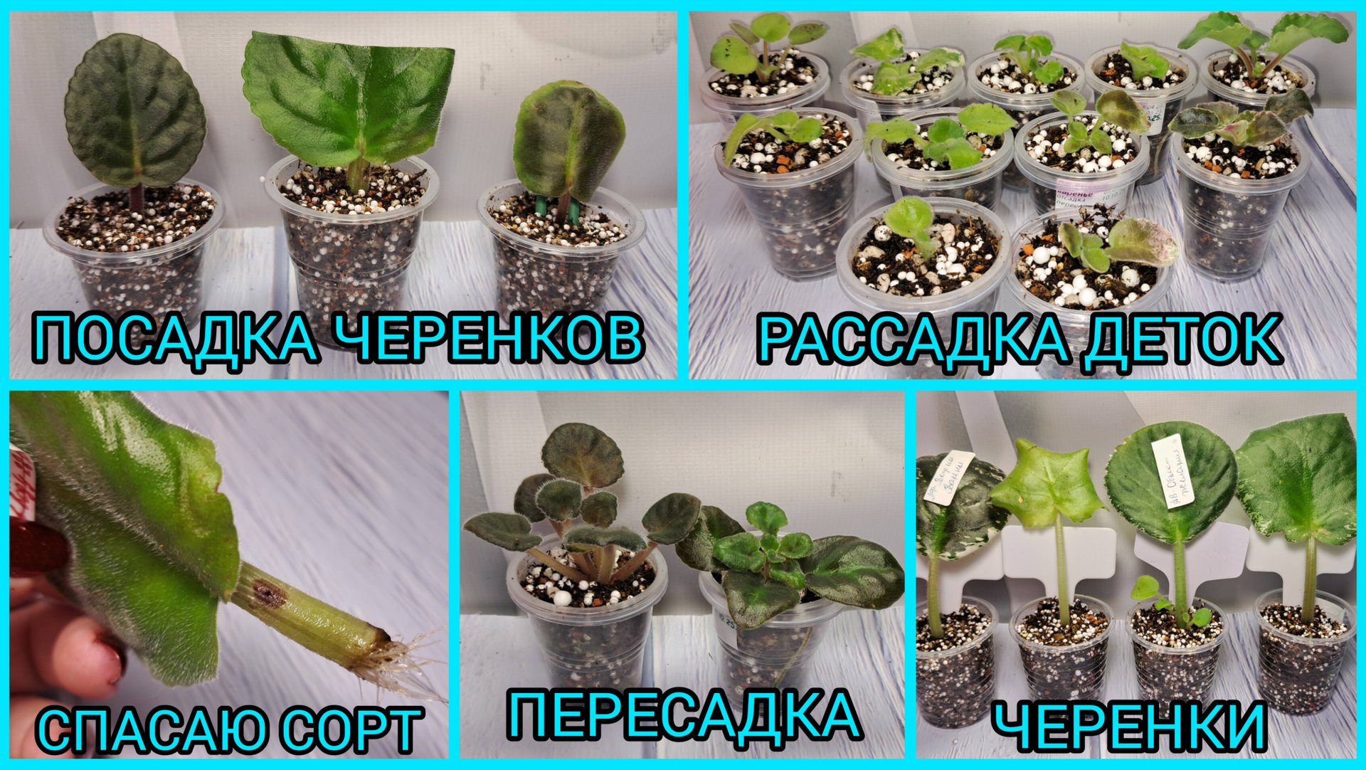 Как спасти сорт? Посадка черенков. Пересадка фиалок. Рассадка деток. смотреть онлайн