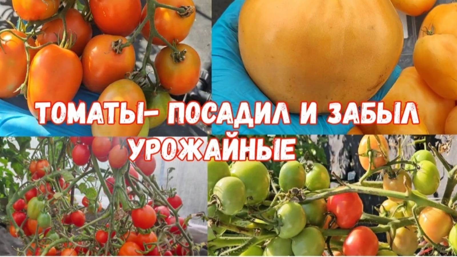 Только эти Томаты - посадил и собирай возьму с собой в 2026 год! смотреть онлайн