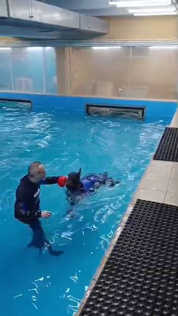 ТОТОШКА после умения плавать без барахтаний и шлёпания лапами по воде, тренирует зависание в воде смотреть онлайн