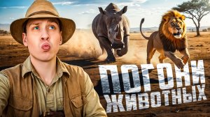 Погони диких животных, снятые на камеру