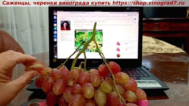 СОПЕРНИК- ГФ винограда, созрел в начале августа, довисел до 20 октября.