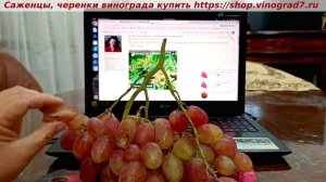 СОПЕРНИК- ГФ винограда, созрел в начале августа, довисел до 20 октября.