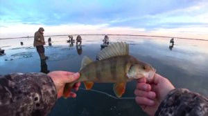 Первый лед 2025--2026 года ловим окуней на балансир и мормышку!!!