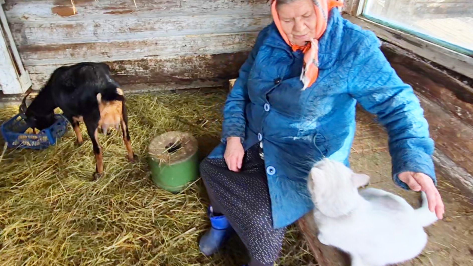 Жизнь простой семьи на Алтае,Влог,Она присела а он прошёл мимо,Бабушка любит Животных смотреть онлайн