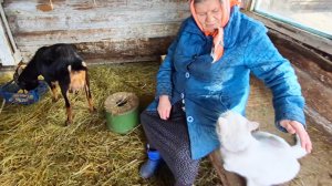 Жизнь простой семьи на Алтае,Влог,Она присела а он прошёл мимо,Бабушка любит Животных