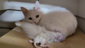 Первые минуты после рождения котёнка. Мама-кошка и новорождённый котёнок.