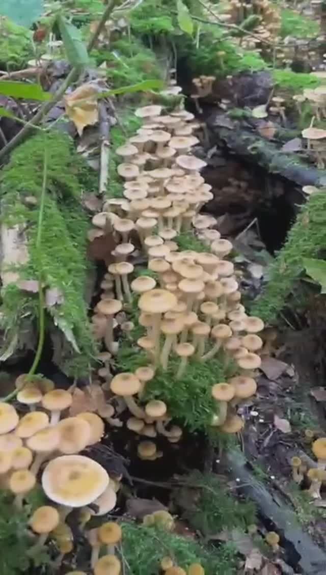 ГРИБЫ ОПЯТА сплошными полями. ШОК смотреть онлайн