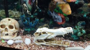 Братство цихлид