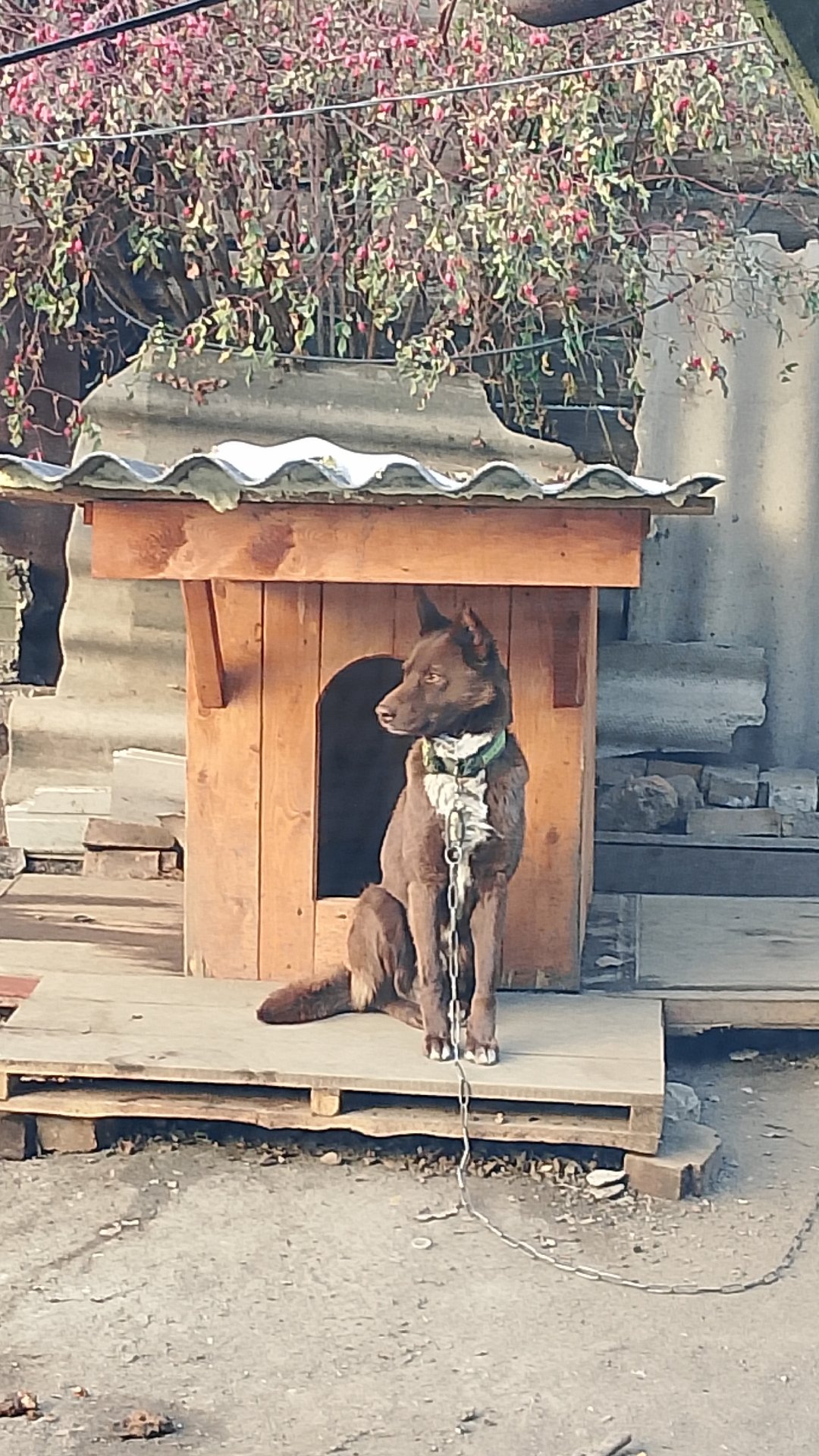 Мишка на рассвете. Мудрый наказ на день, не помешает! смотреть онлайн