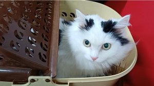 Что случилось со Снежей/Делюсь рецептом вкусного салата