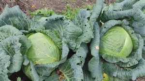 Капуста Мегатон F1. Выращивание от семян до урожая без химии