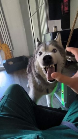 Стремглавис Покусатрикс