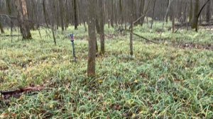 Искали хутор в лесу. Царские находки из леса