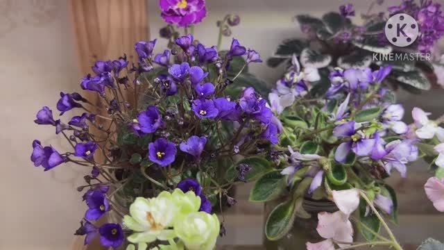 Цветущие мини-фиалки в октябре 2025 смотреть онлайн