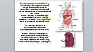 29 Гаева С.Ж. Лекция 4-5 Функциональная анатомия органов иммунной системы