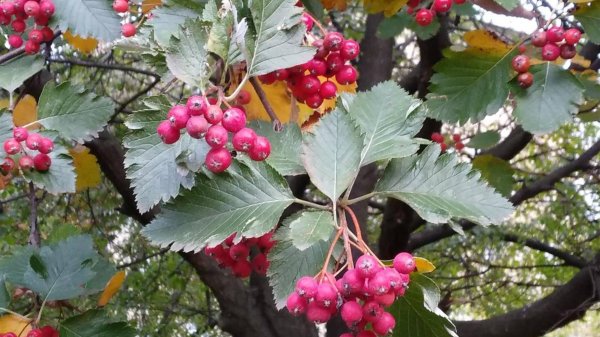 А дома лучше