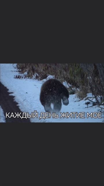 Бежим к Новому году