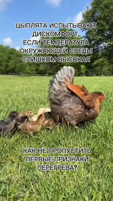 Тепловой стресс у курей — как распознать и помочь птице летом | Советы ВетАгро