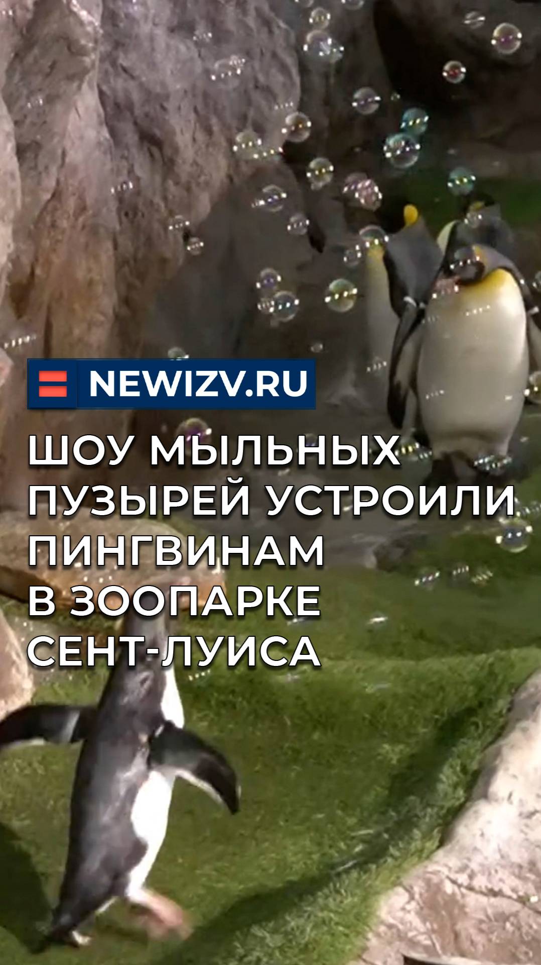 Шоу мыльных пузырей устроили пингвинам в зоопарке Сент-Луиса смотреть онлайн