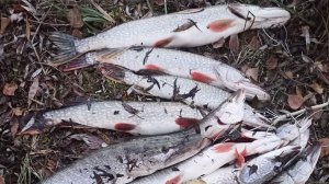 Рыбалка. Улов лето 2025