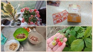 Сажаю чеснок.Очередной эксперимент.Подарки из Карелии