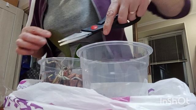 Пересадка орхидей в домашних условиях, 20 октября. смотреть онлайн