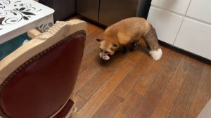 Лиса-Алиса. Мысли лисы по поводу еды