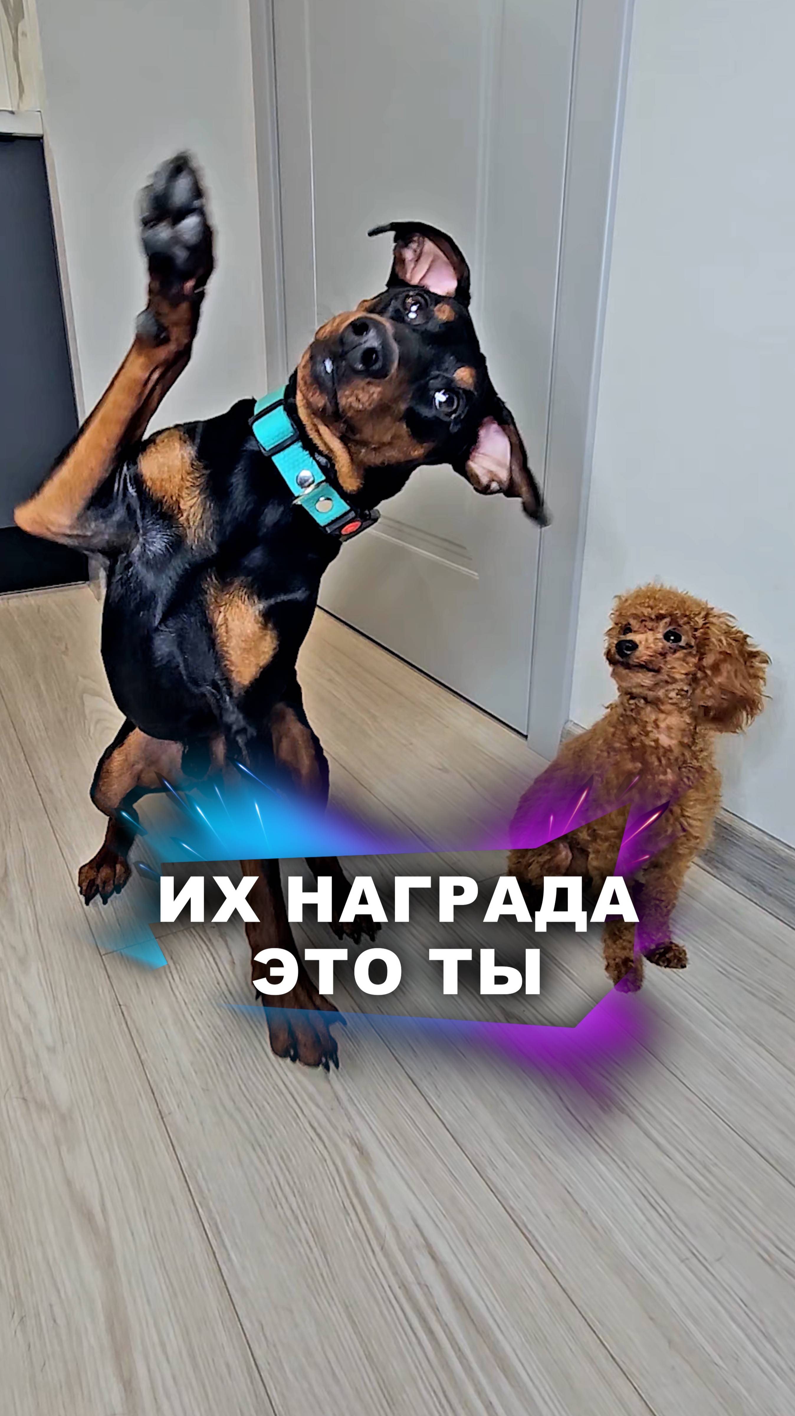 Надо попробовать с тремя #животные смотреть онлайн