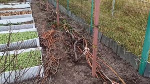 Обрезка винограда на урожай 💁следующего года 🍇🍇🍇