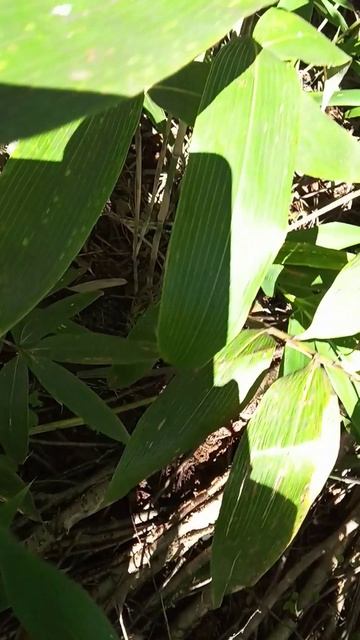 В бамбуковых зарослях металл от геологов с советских времён смотреть онлайн