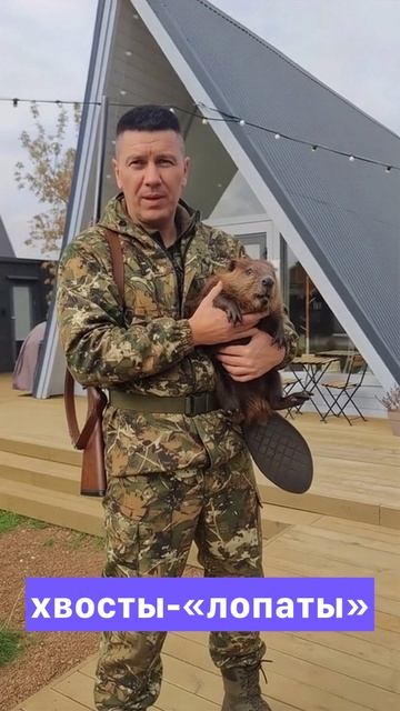 Илья из А-шалаш рассказывает про бобра смотреть онлайн